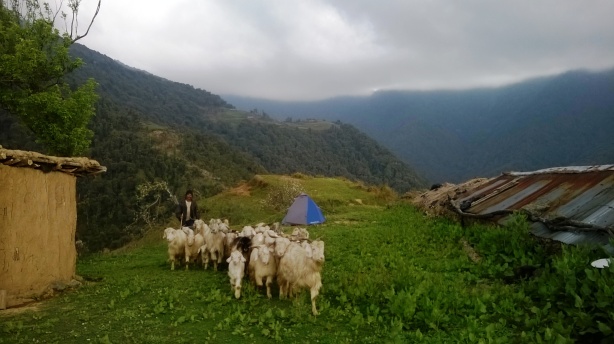goat herder with his goats at base camp 